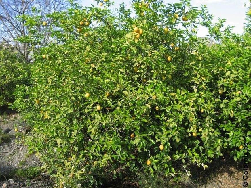 Photo lemon tree