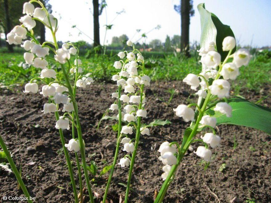 Photo lily of the valley 2