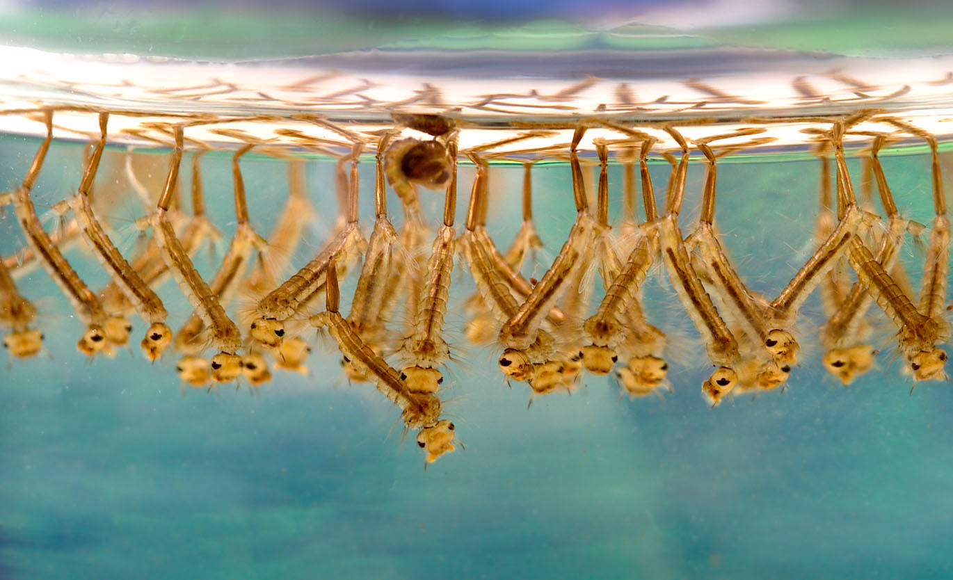 Photo mosquito larvae