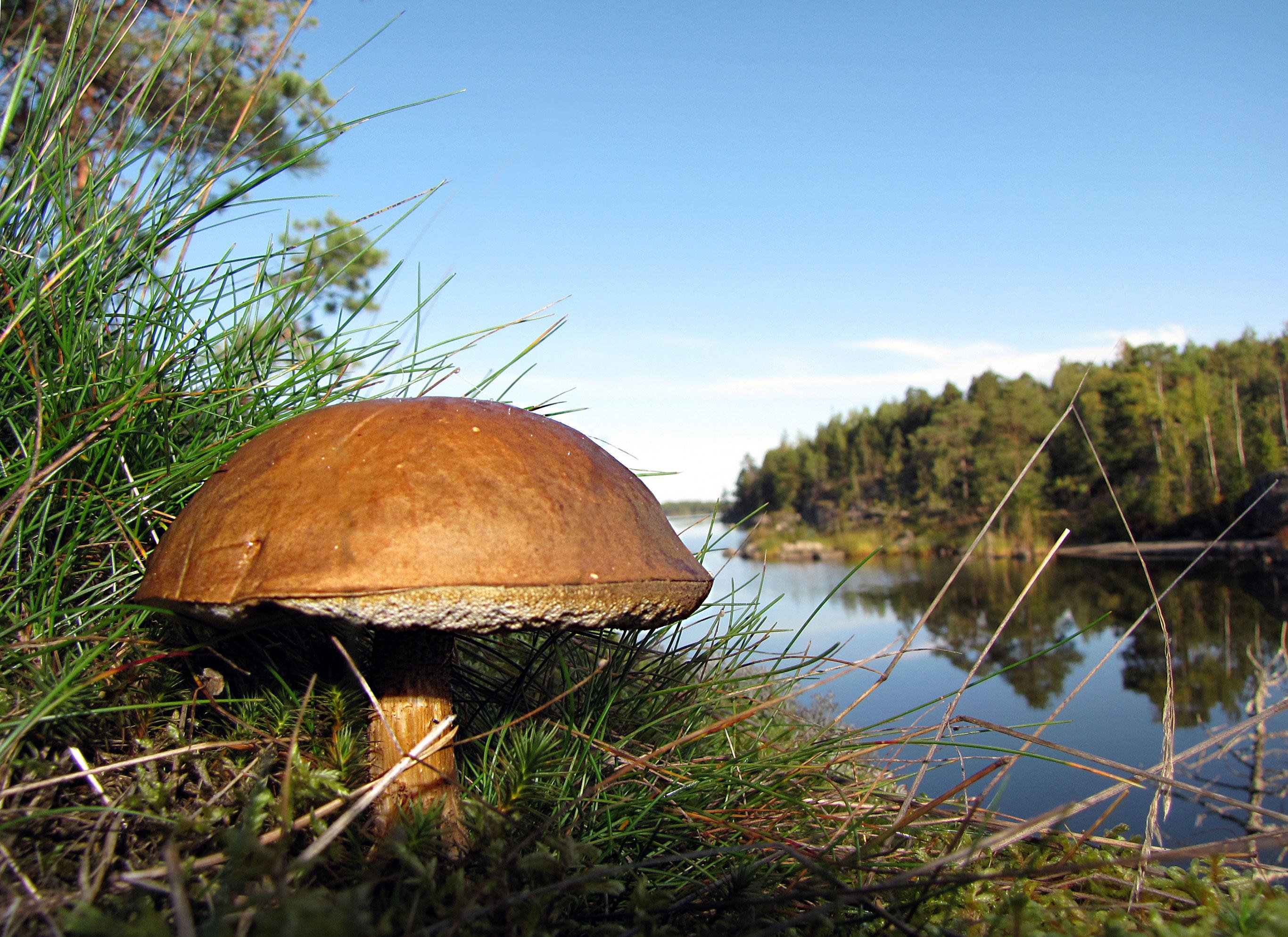 Photo mushroom