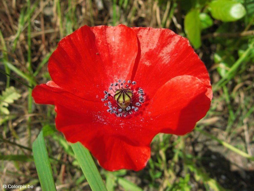 Photo poppy