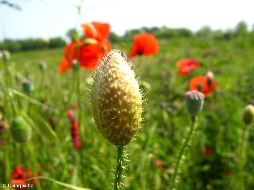 Photo poppy bud