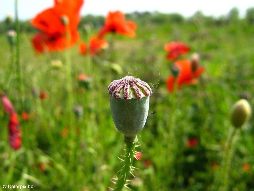 Photo poppy seedbox