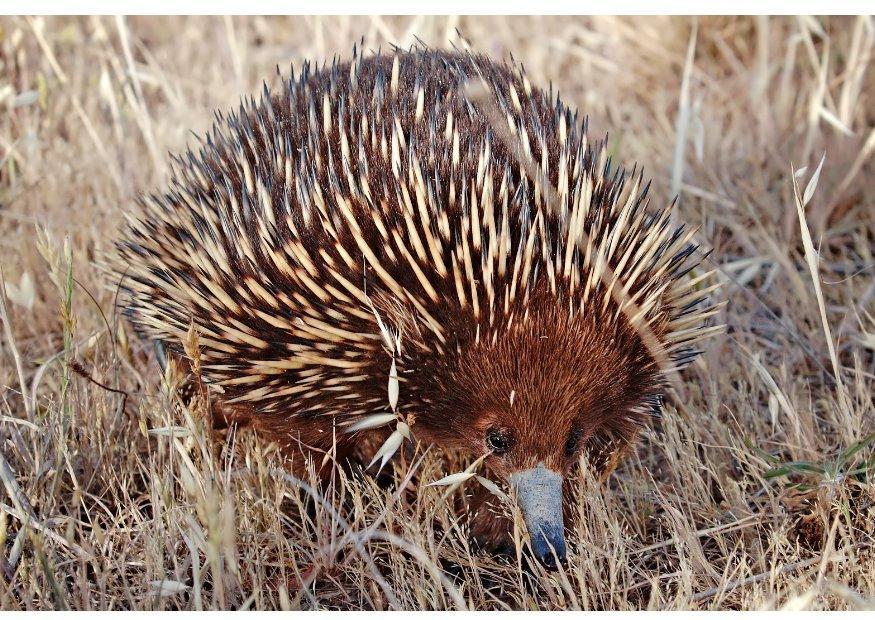 Photo porcupine