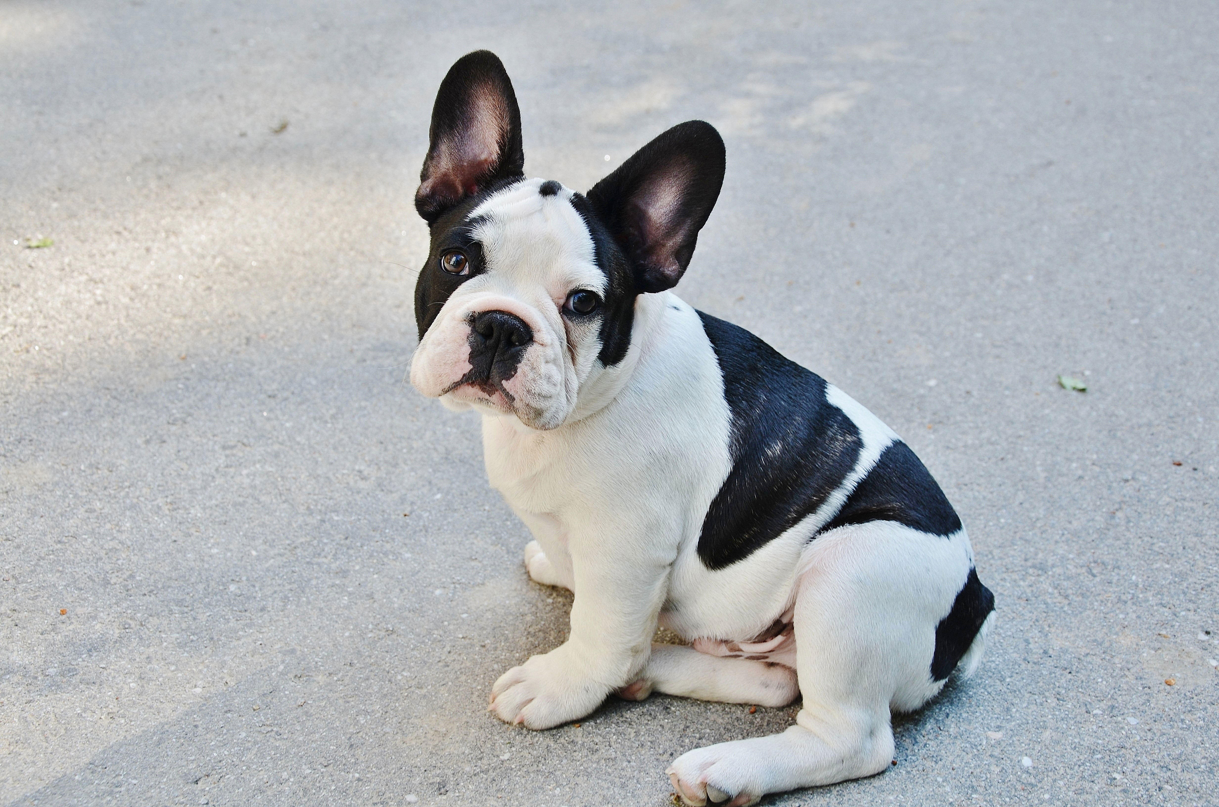 Photo puppy - french bulldog