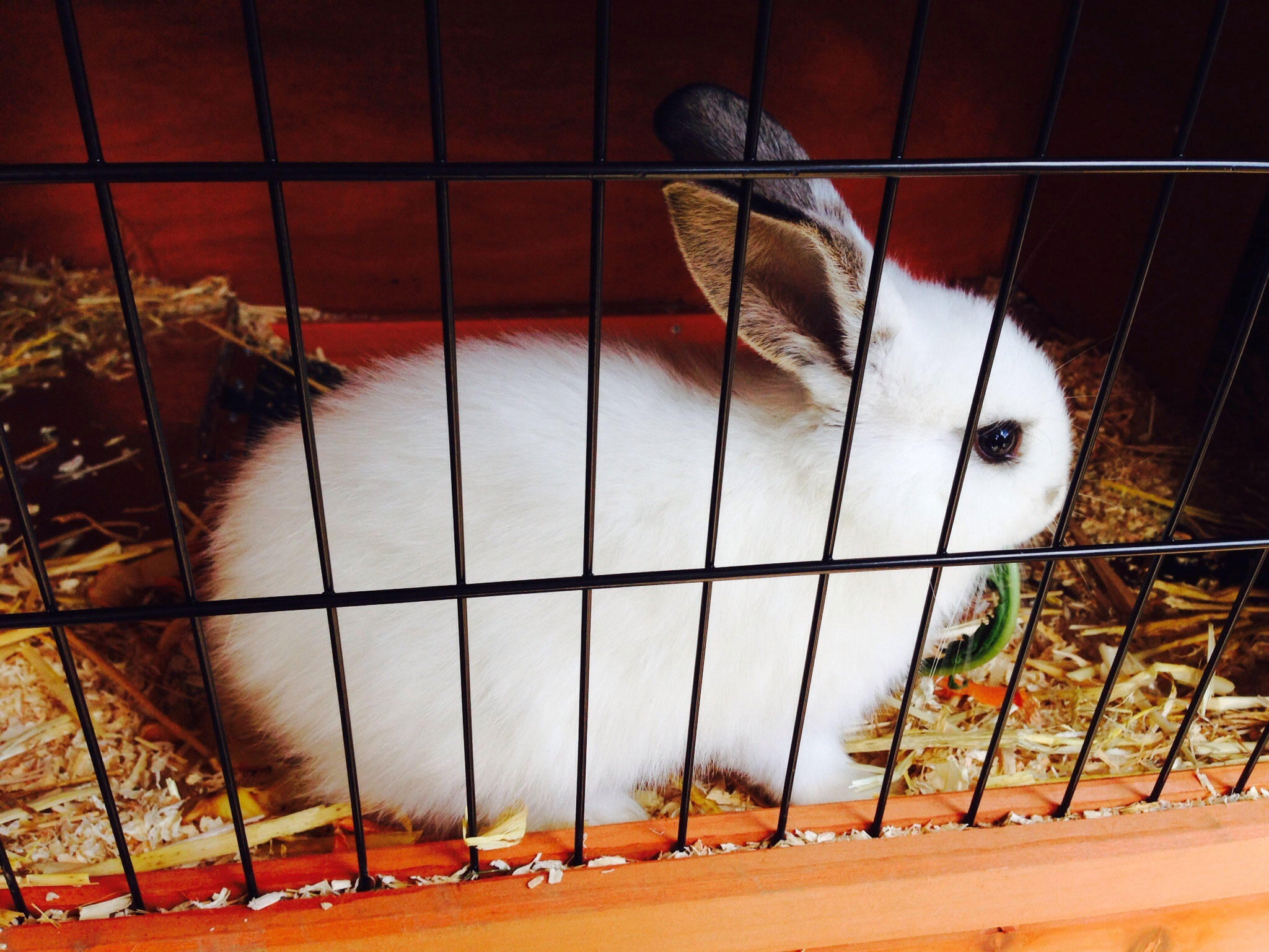 Photo rabbit in a cage