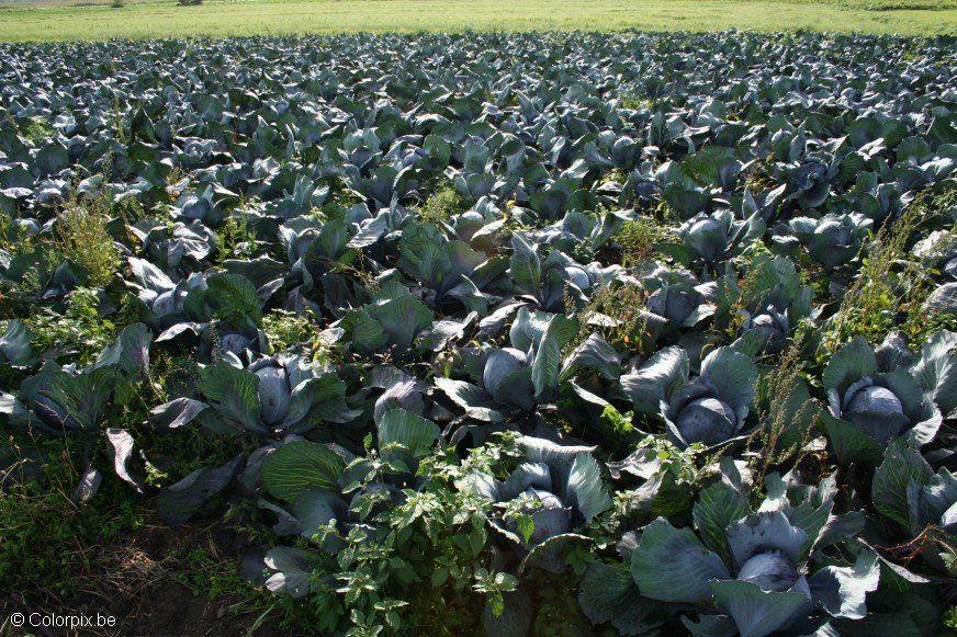 Photo red cabbage