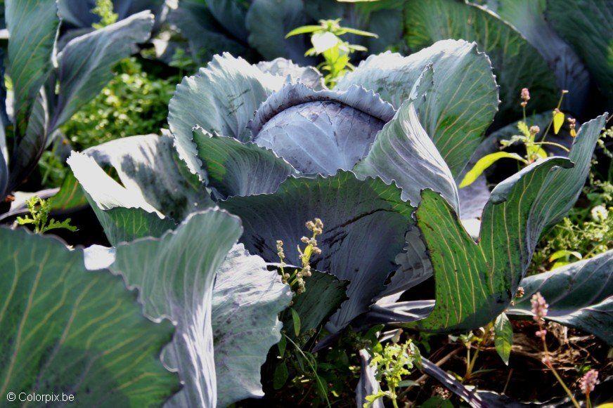 Photo red cabbage