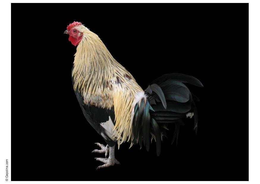 Photo rooster