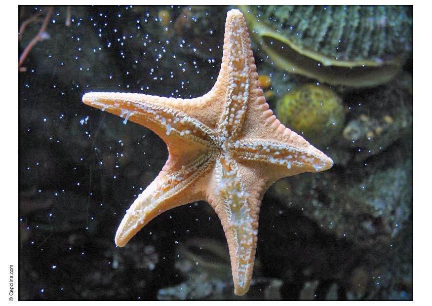 Photo seastar