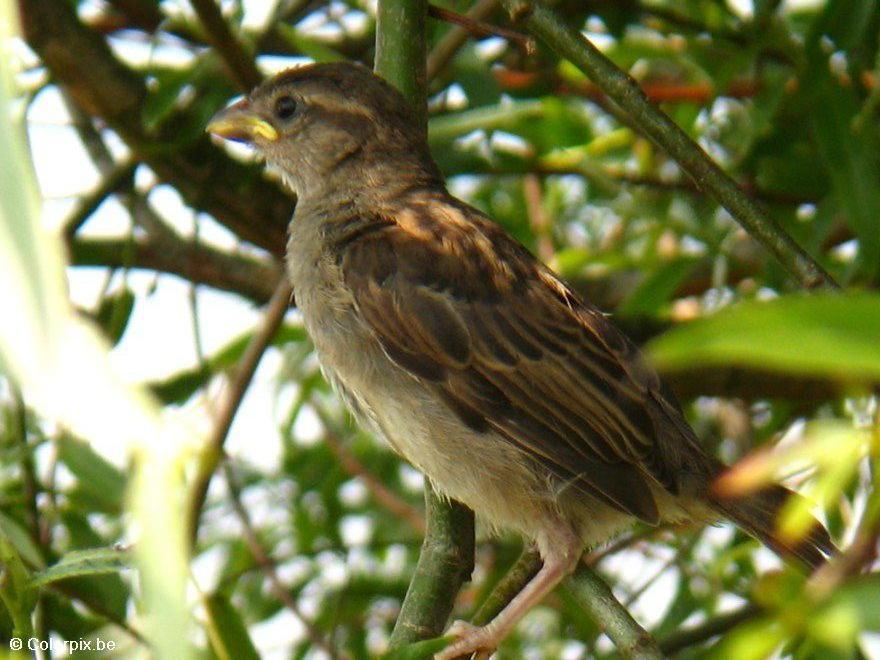 Photo sparrow