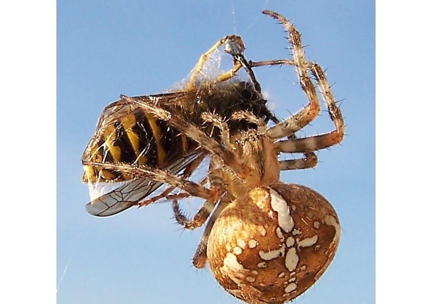 Photo spider takes bee