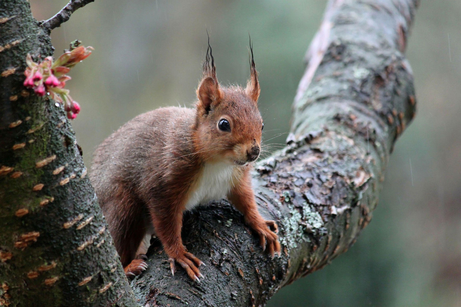 Photo squirrel