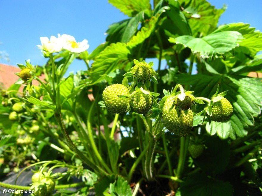 Photo strawberries