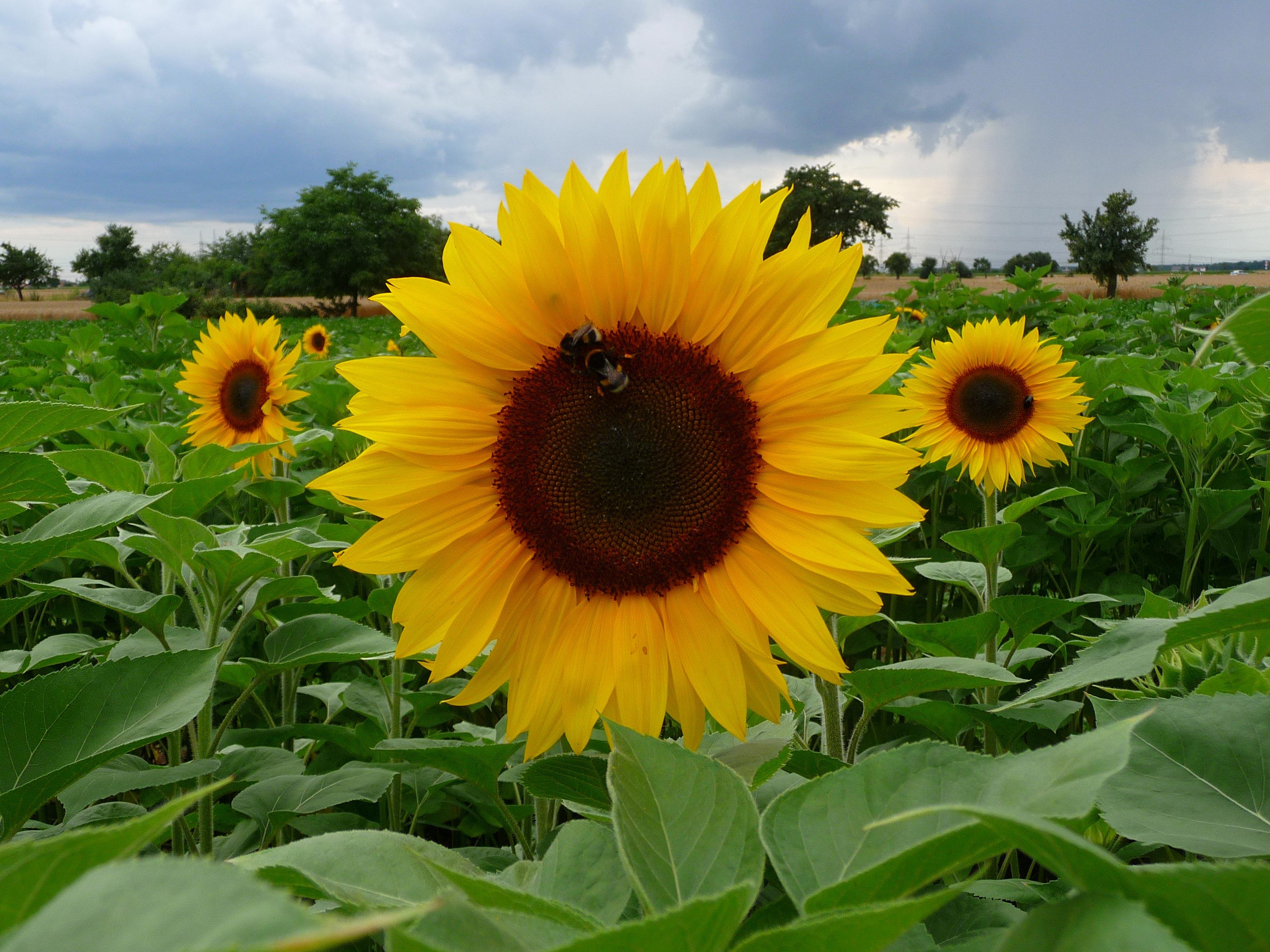 Photo sunflower