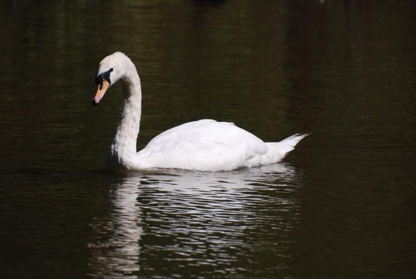 Photo swan