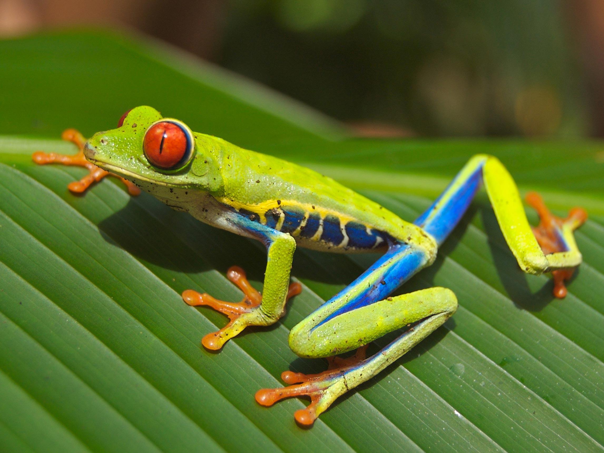 Photo tree frog