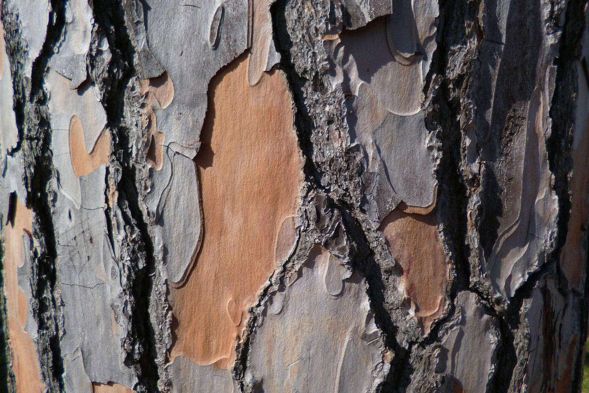 Photo tree trunk