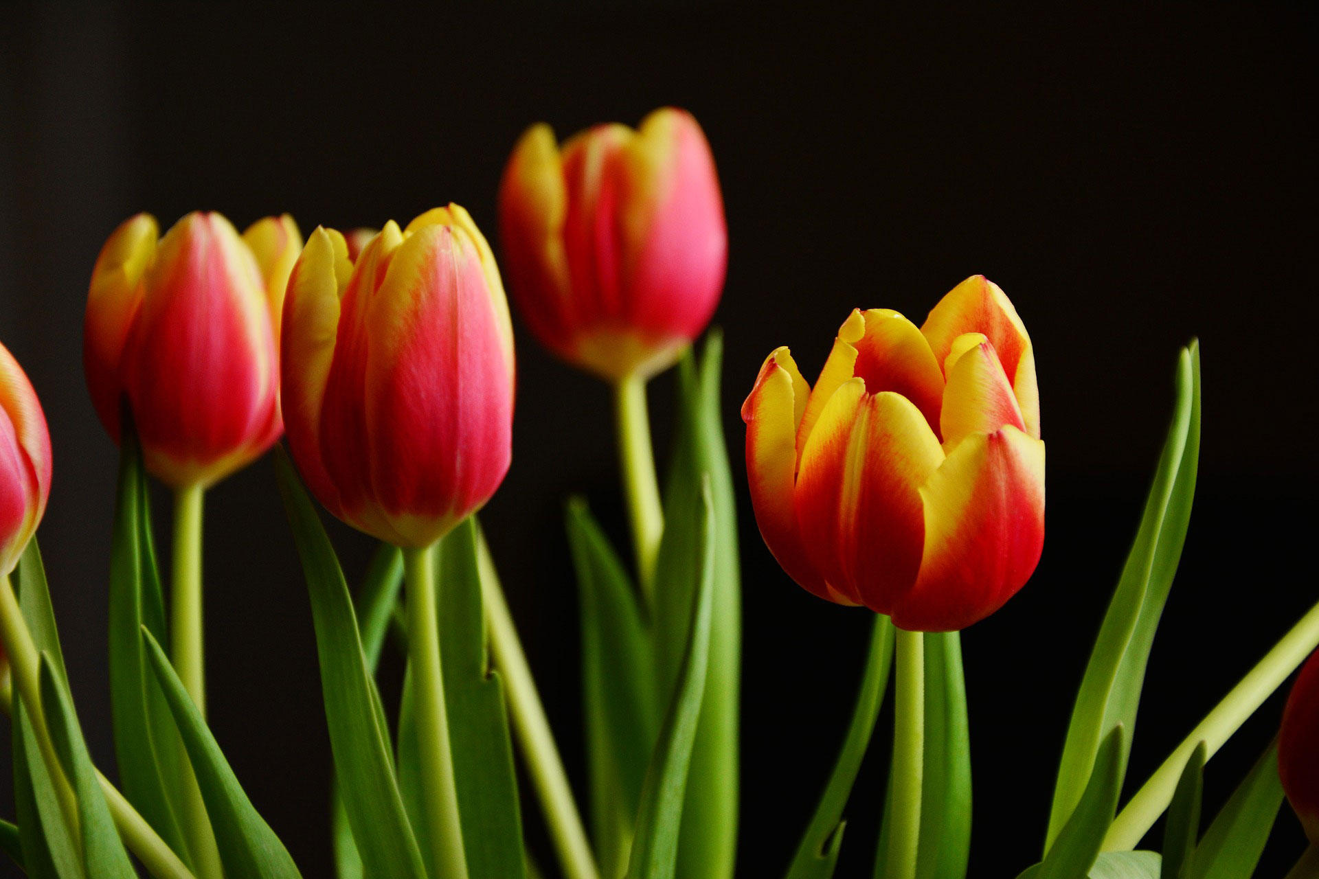 Photo tulips