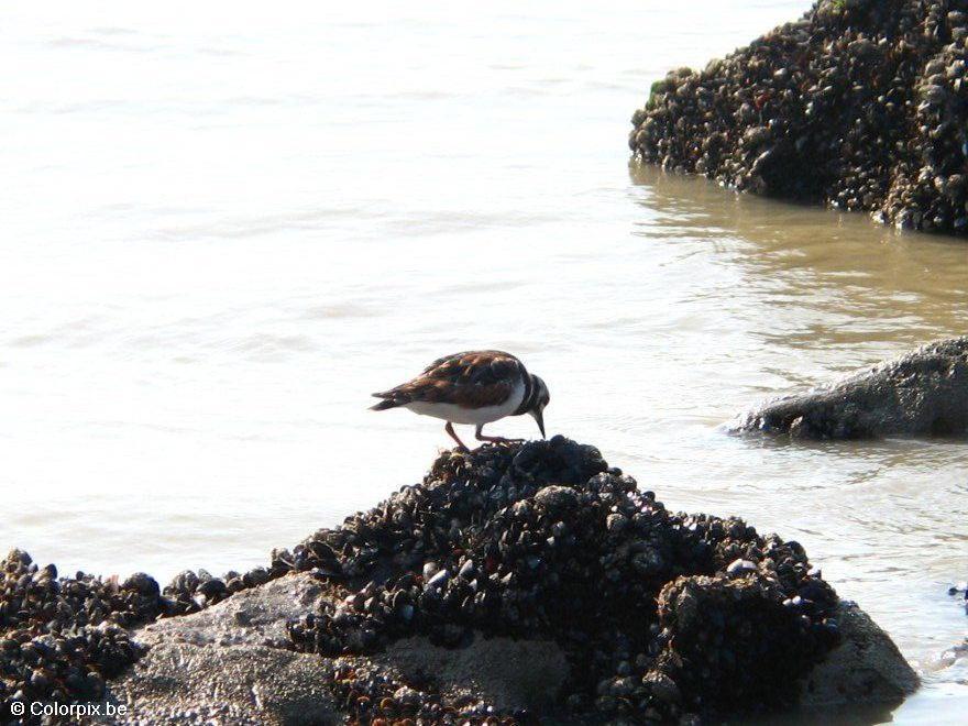 Photo turnstone