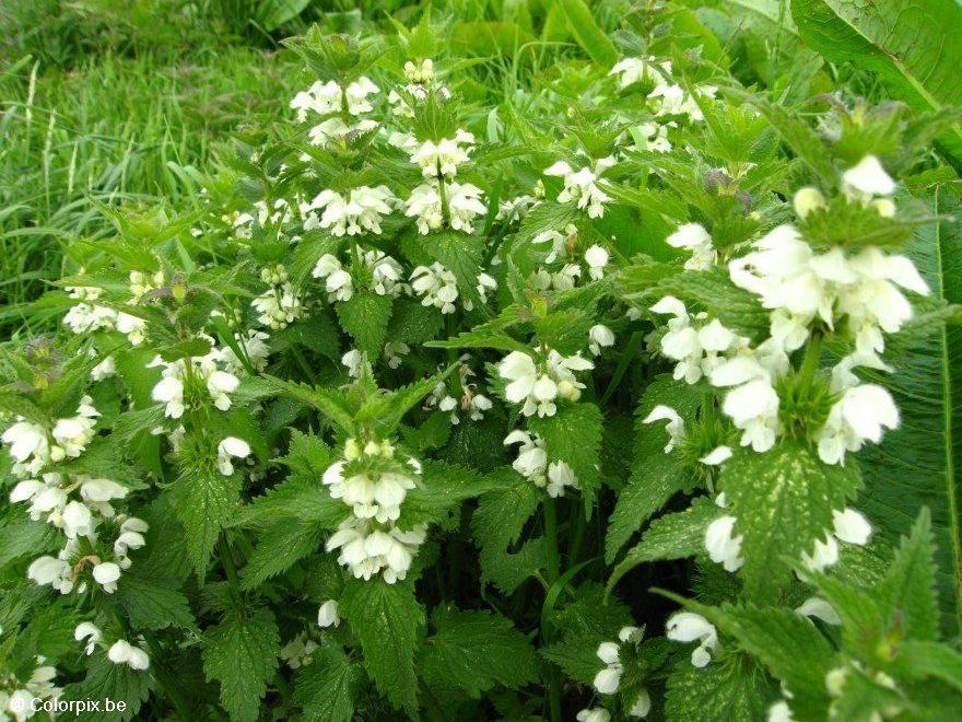 Photo white stinging nettle