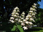 blossoming horse chesnut 2