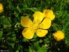 buttercup 3