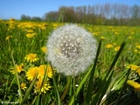 dandelion 4