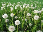 dandelion 6