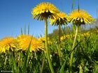 dandelion 10