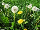 dandelion 9