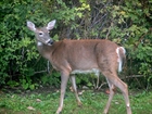 deer 3