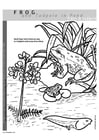 Coloring page frog