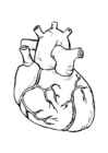 Coloring page heart