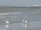 sea gulls 4