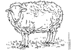 Coloring page sheep