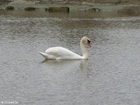 swan 1